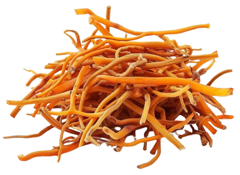 screenshot 2025 12 16 130307 removebg preview