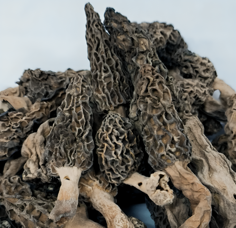 organic moral mushroom organic moral mushroom