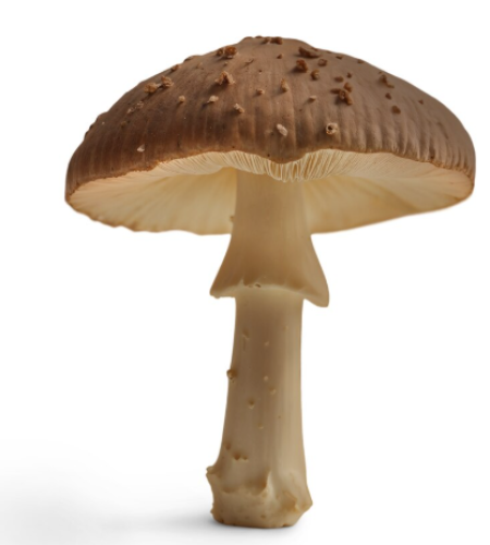 screenshot 2025 12 16 130658